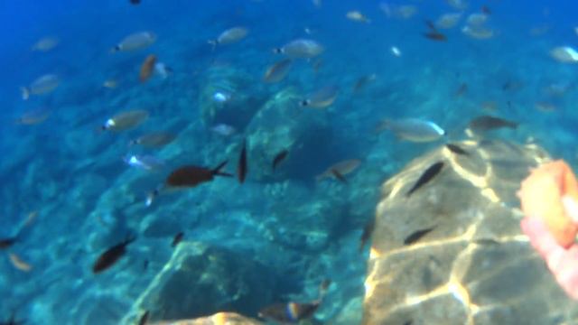 Рыбы у острова Родос смотреть онлайн