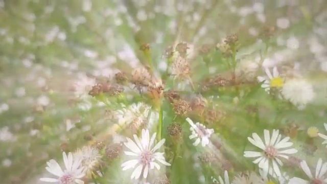 Ах, эти русские поля! (Стихи Эллы Гоник) смотреть онлайн