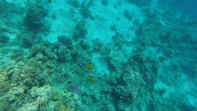 НУ! Поехали, Снорклинг.Красное море. Египет.Шарм-эль-Шейх. Corals. Snorkelling. Red Sea. Egypt смотреть онлайн