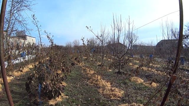 Прививка деревьев и ежевика фридом. смотреть онлайн