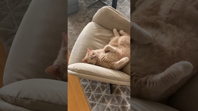 Персик дома смотреть онлайн