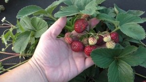 МИЦЕ ШИНДЛЕР клубника