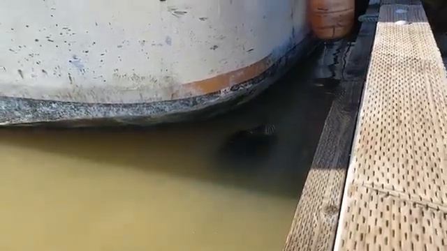 Тюлень утащил девочку да дно, ШОК смотреть онлайн
