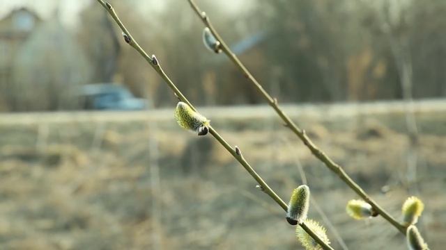 Совсем обнаглели эти кладоискатели, или Коп в Ананьинополисе + Ответы на вопросы 25 смотреть онлайн