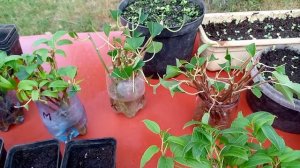 Саженцы  актинидии  простым  способом  выращиваем