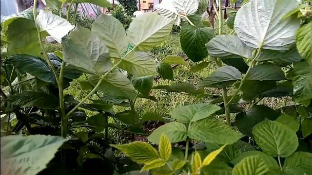 Двойная обрезка малины Метод Соболева смотреть онлайн