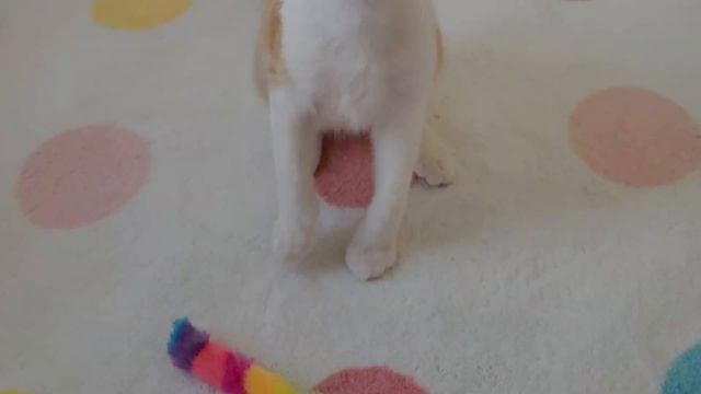 Kitten Sitting Outside a House Gets Help смотреть онлайн