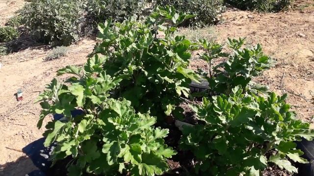 Менің хризантема гүлдерім.Мои хризантемы смотреть онлайн