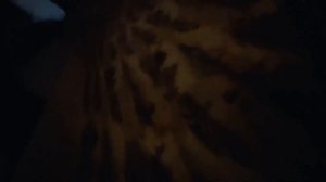 Снял девушку легкого поведения. Цена ночных бабочек в Петербурге.