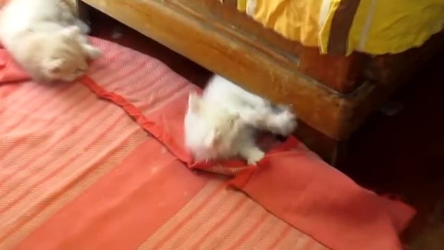 Белые котята 2016 - Small white kittens part two смотреть онлайн