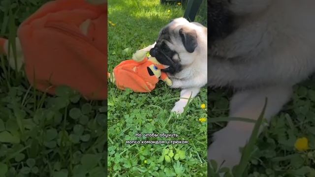 Всё о мопсах за 60 секунд #мопсы #порода #факты #собаки смотреть онлайн