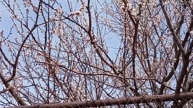 8 апреля. Командовать парадом буду я!!! смотреть онлайн