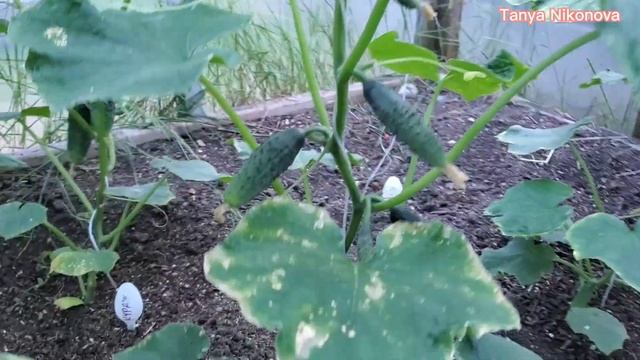 ОГУРЦЫ СОБИРАЕМ КАЖДЫЕ ЧЕТЫРЕ ДНЯ. СЕЗОН 2022.