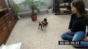 Учим той-терьера командам . Как научить щенка командам