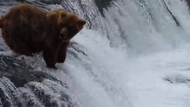 Brooks Falls Bears, Katmai AK смотреть онлайн