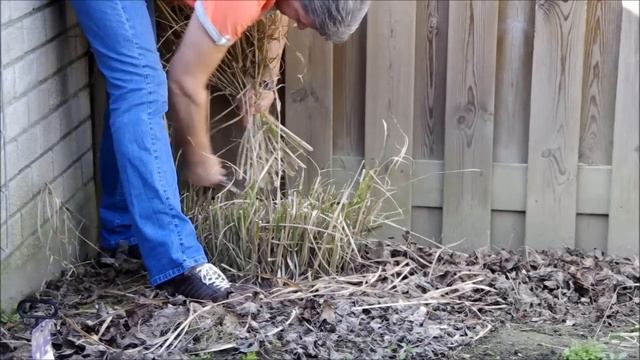 Miscanthus sinensis Zebragras, snoeien in het voorjaar, hoe en wat.