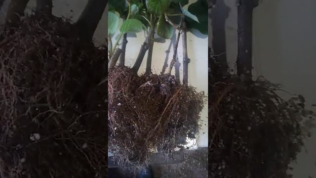 Саженцы киви сорта Карпат Стратона Валентайн перед отправкой заказчикам из Румынии и Польши. смотреть онлайн
