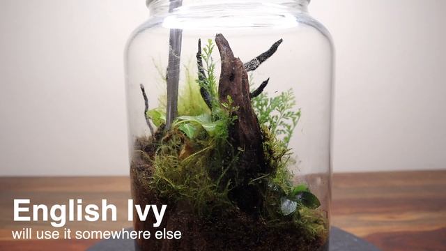 The Enchanted Forest terrarium after 7 months смотреть онлайн