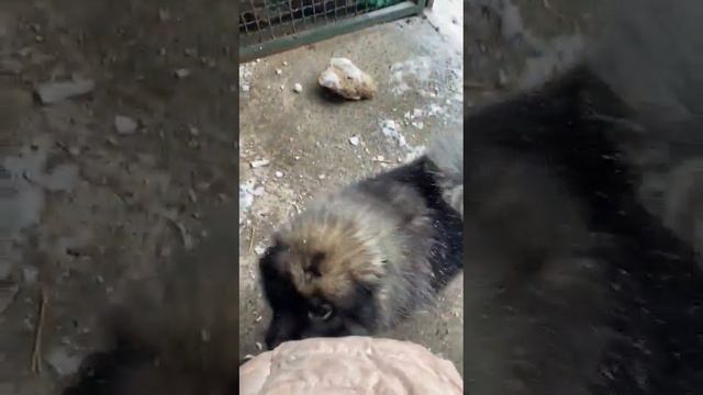 Балалаечница ???❤ смотреть онлайн