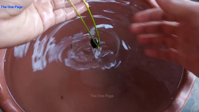 How to grow Lotus plant at home from seeds, How to grow lotus Rhizome смотреть онлайн