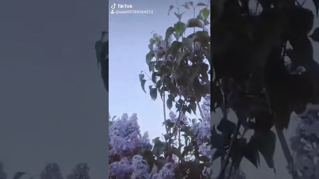 Сирень❤❤❤ смотреть онлайн