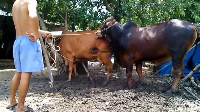 Matings Cows ★ Life of Cows✔ P7 смотреть онлайн