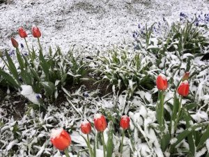 Майские снегопады и заморозки. Осмотр посадок.