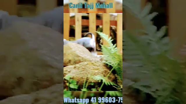 #Schnauzer Miniatura - Macho chip 8312 - Canil Tajj Mahall 41 9 9603-7529 - www.tajjmahall.com.br смотреть онлайн