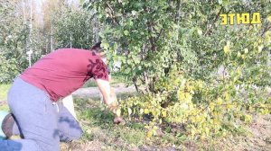 Слива сорта ЭТЮД) Каким оно выросло) Регион Северо-Запад)