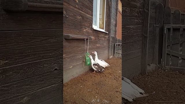 Когда скучно можно поиграть... смотреть онлайн