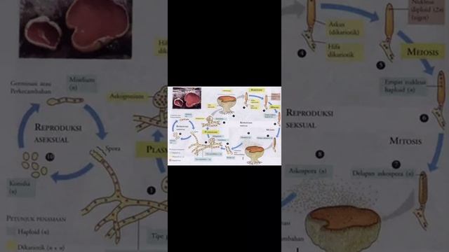 reproduksi ascomycota dan reproduksi Basidiomycota смотреть онлайн
