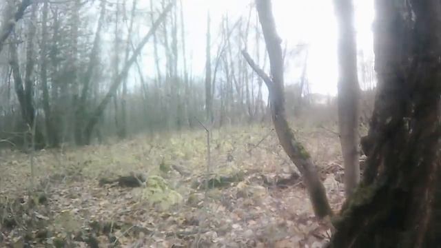 Белые грибы в ноябре в Подмосковье 2022!!!!! смотреть онлайн