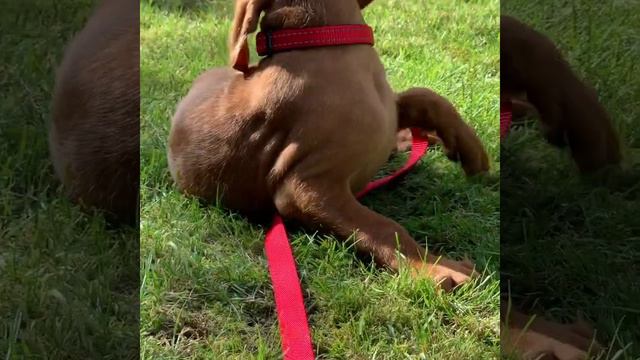 Bruno as a puppy: first day we brought him home.