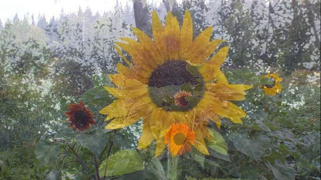 Летний день смотреть онлайн