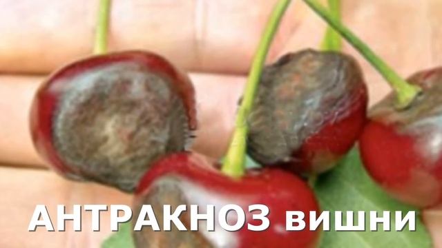 Обработка сада В СЕНТЯБРЕ. Болезни. смотреть онлайн