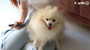 Немецкий Малый Шпиц - О породе - Выбор щенка