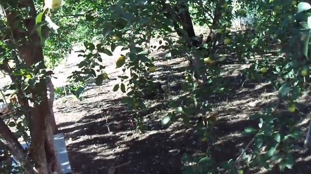 Грушевый джем на зиму смотреть онлайн