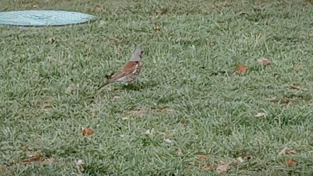 VID_20230331_010228.mp4 смотреть онлайн