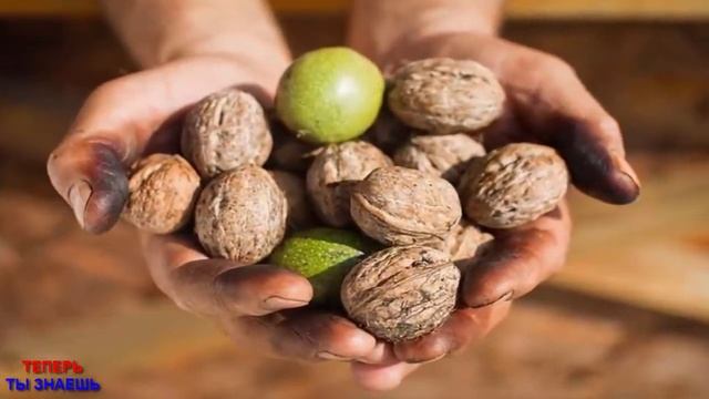 Кому НЕЛЬЗЯ Есть ГРЕЦКИЕ ОРЕХИ? Это ДОЛЖЕН Знать КАЖДЫЙ!!! смотреть онлайн