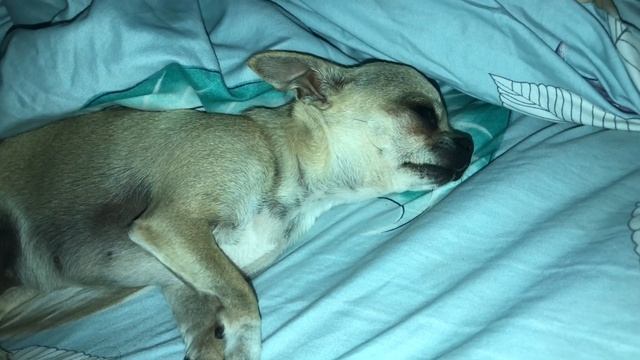 На кроху чихуахуа напало оцепенение после сна смотреть онлайн