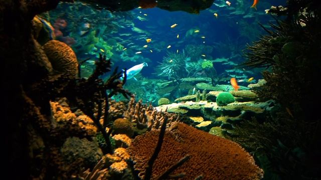 Lumix LX7 Oceanarium Lisbon Low Light Video AVCHD 50fps смотреть онлайн