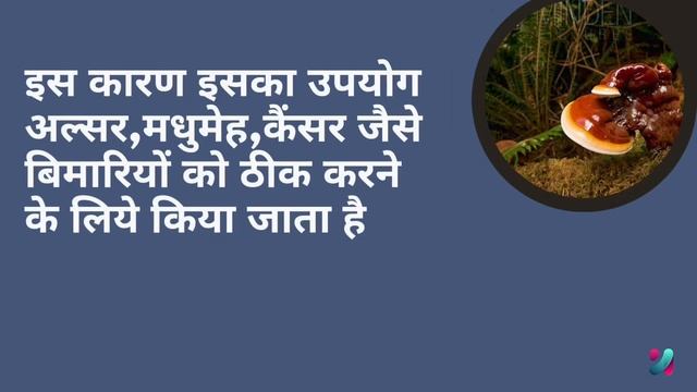 Ganoderma lucidum मशरुम क्या है,जानिये यह खबरों में क्यों है | Ganoderma Benefits | current affairs смотреть онлайн