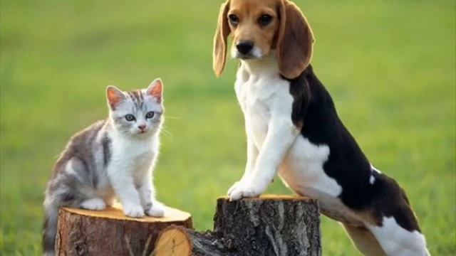 Лучшая музыка для кошек - музыка спящих кошек смотреть онлайн