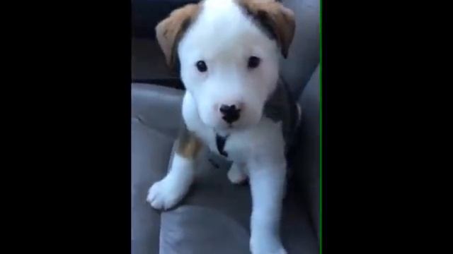 Dog gets angry at his own hiccups смотреть онлайн