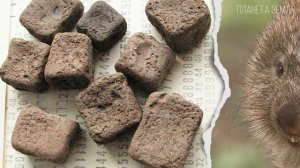 Вомбат: Австралийский пухляш с очень мощной попой | Интересные факты про животных Австралии