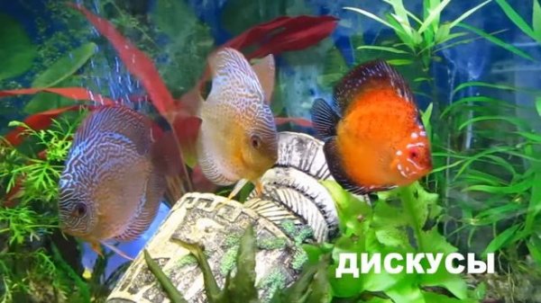 Дискусы и Цихлиды / Diskus aquarium