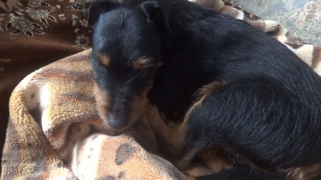 Ягд - Терьер. Особенности породы. Питание. Условия содержания. Характер.