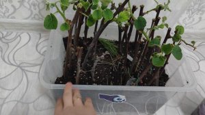 Как пересадить укоренившиеся черенки киви/мой опыт