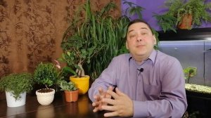 Гиппеаструм после цветения. Что с ним делать дальше? [ТОЛЬКО НЕ ЭТО!]