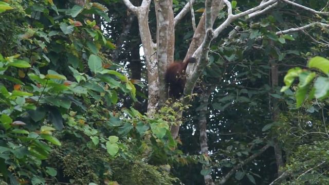 Орангутанг смотреть онлайн